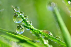 Rosa slzy připomíná