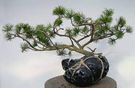 Beseda s Ivanem Kubalou na téma bonsaje